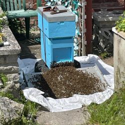 Collecting the bees for their new home