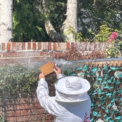 Nick Knight collecting the bees