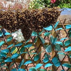 The bees want to stay