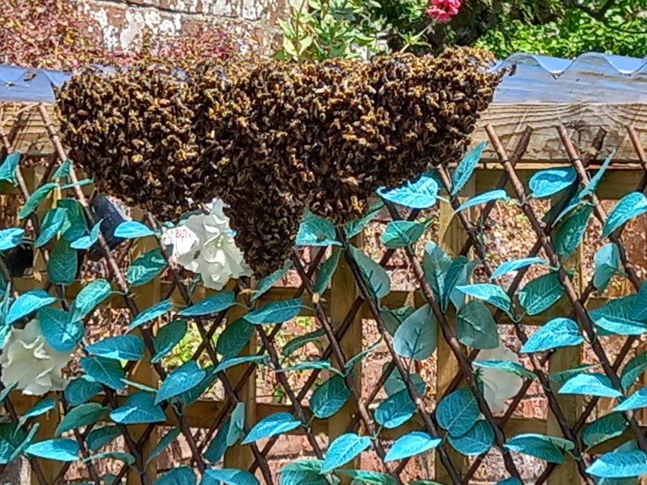 The bees want to stay