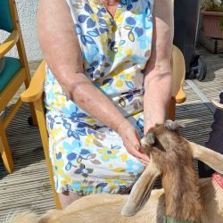 Linda the yoga goat
