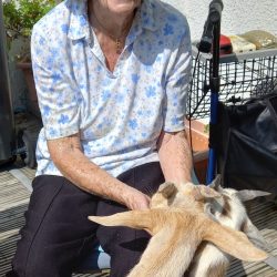 Loraine the yoga goat