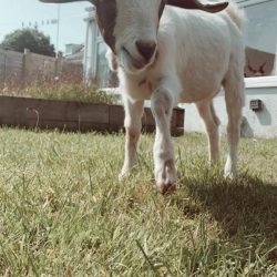 Yoga Goats