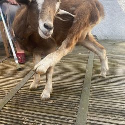 Yoga Goats