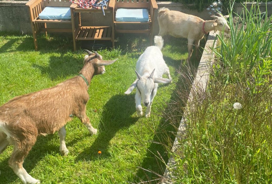 Yoga Goats