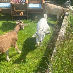 Yoga Goats