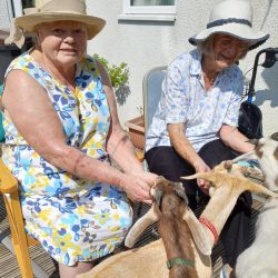 Yoga Goats in Weymouth Care Home