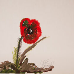 Friary Care Poppy card