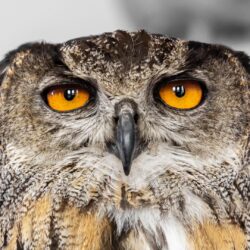 Long Eared owl close up