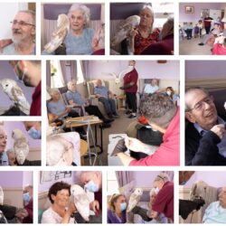 Up close with a barn owl at Friary House