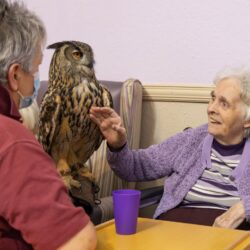 Common Owl greeting