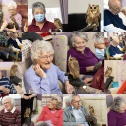 collage of owl visit to friary care