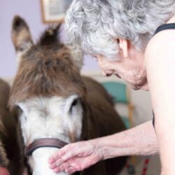 Donkeys meet the residents