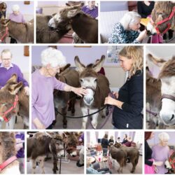Gallery of photos for our donkey visit