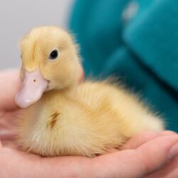 Cute duckling
