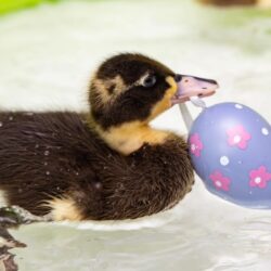Easter ducklings