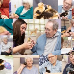 Easter ducklings montage