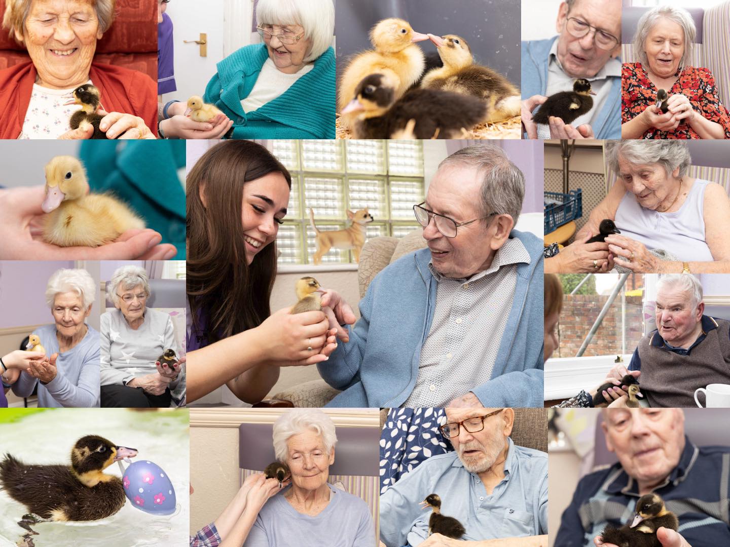 Easter ducklings montage