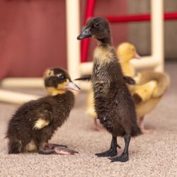 New duckling arrivals at Friary Care