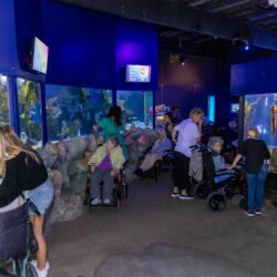 Enjoying a Sea Life experience