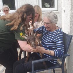 goat on residents lap at friary care