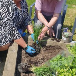 planting herb garden