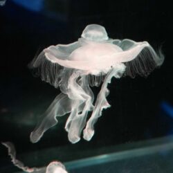 Weymouth Sea Life Jellyfish