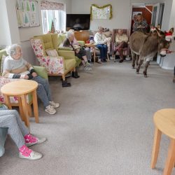Annie and Dainty from Westhill Donkeys - Friary Care