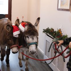 Westhill Donkeys Annie and Dainty - Friary Care