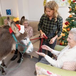 Westhill Donkeys up close - Friary Care
