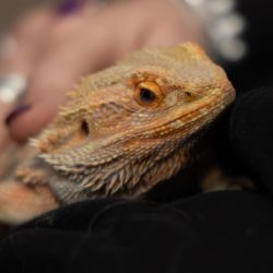 Bearded Dragon