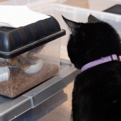 Mesmerised by the snake