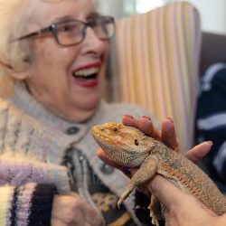 Up close with a Bearded Dragon