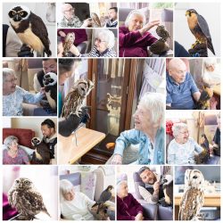 Bird of Prey Visitors