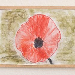 Poppy picture
